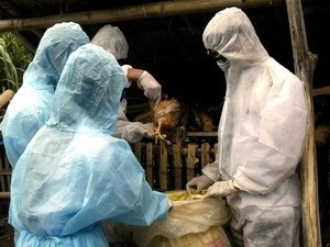 Health officers destroy infected poultry. (Filed photo)